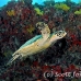 turtle_sea_hawksbill_mut_baa_h_0386_mal2084.jpg